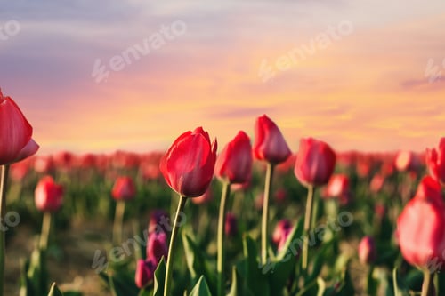Preview: Field with fresh beautiful tulips. Blooming flowers