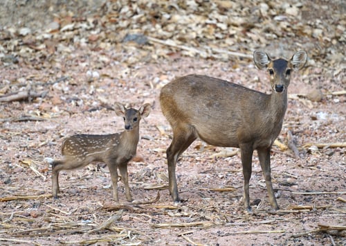 Preview: hog deer (Hyelaphus porcinus)