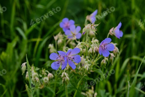 Preview: Beautiful blue wild flowers Meadow cranesbill on a dark green background.