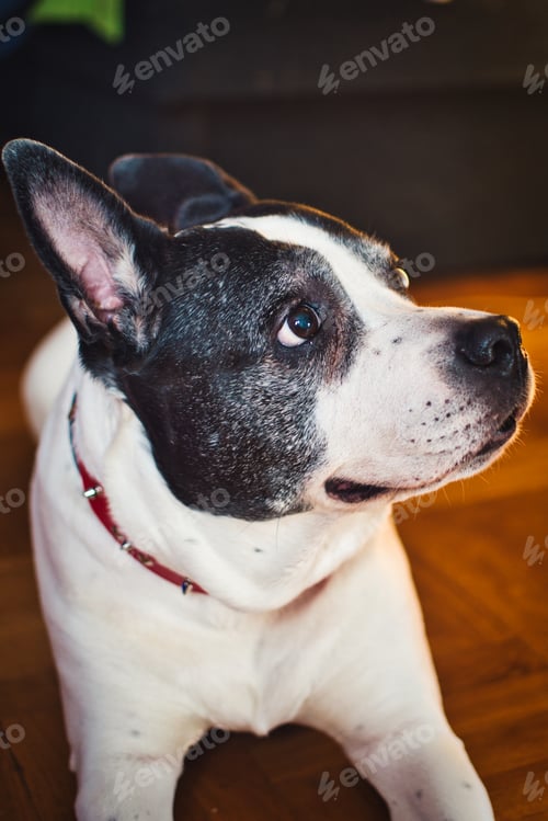 Preview: portrait of a beautiful cute black white American Staffordshire terrier dog, pets and animals