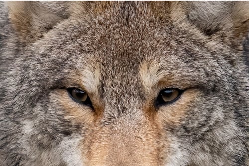 Preview: wolf, eye, head, face, wilderness