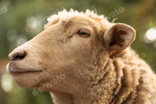 Preview: Close-up of a gentle sheep on a sunny farm