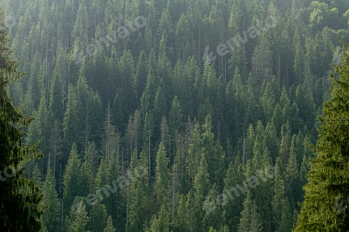 Preview: Pine in the Carpathian mountains. Green forest nature