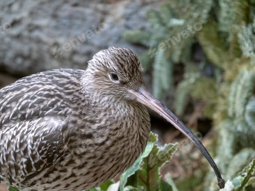Preview: Long-billed Curlew shorebird of the family Scolopacidae