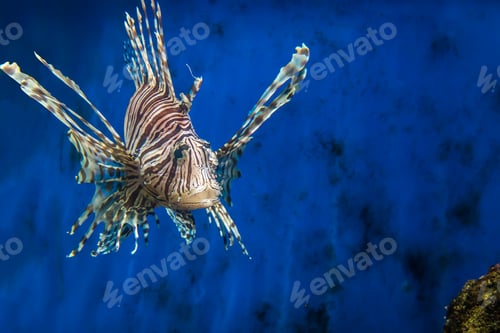 Preview: Frontal view of a lion fish