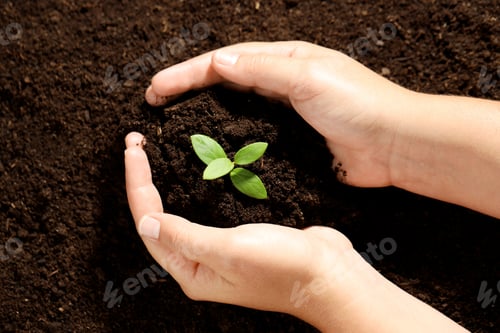 Preview: Woman holding soil with young plant, top view