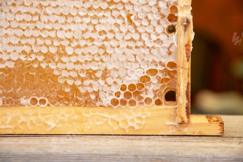 Preview: full frame with honeycombs with honey, organic enriched beekeeping product for healthy eating