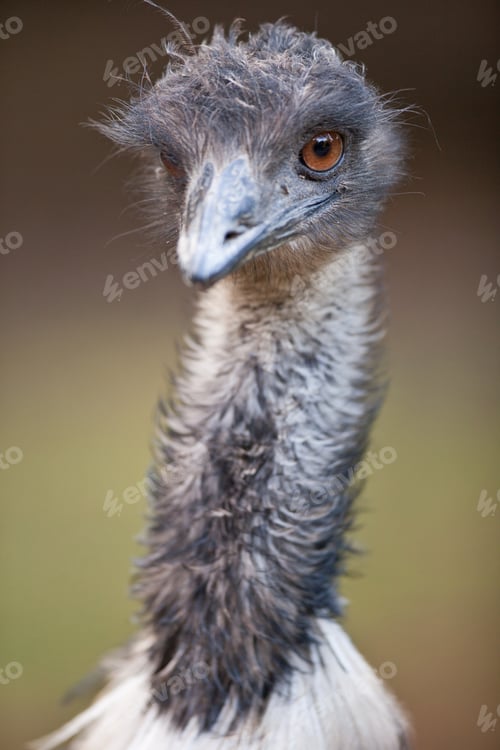 Preview: ostrich