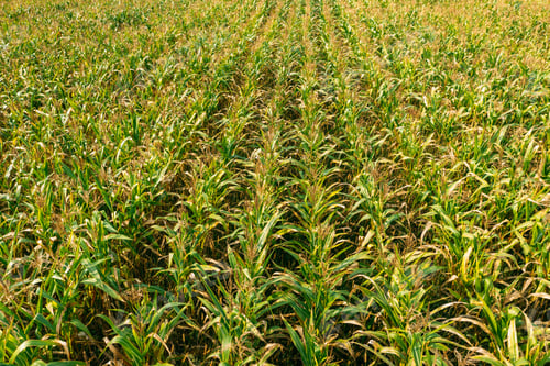 Preview: Elevated View Of Rural Maize Field With Rows Corn Sprouts. Green Cornfield Plantation. Agricultural