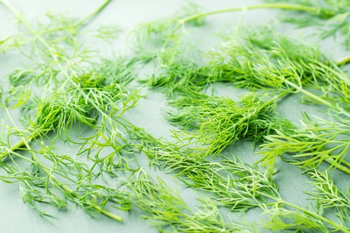 Preview: Branches of fresh dill chaotically on a green background. Vitamin Herbs in a healthy diet