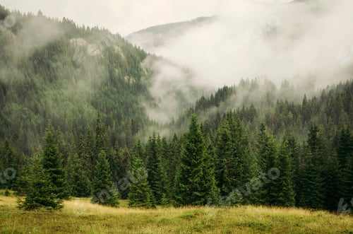 Vorschau: Nebel über dem Latschenkiefernwald