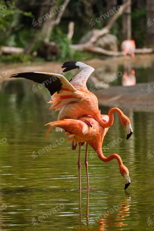 Preview: American flamingo Phoenicopterus ruber bird