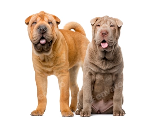Preview: Two Shar Pei puppies (5 months old) in front of a white background