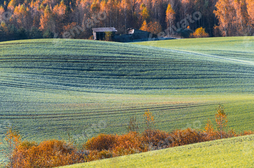 Preview: Gorgeous Latvian autumn landscape with elegant green field lines and colorful tree foliage