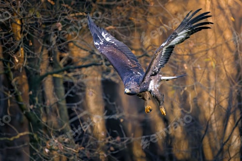 Preview: Majestic eagle in flight against a forest backdrop, showcasing its powerful wings and sharp gaze.