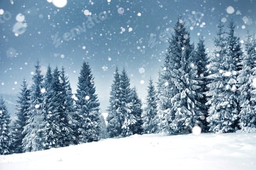 Preview: Snowy Forest of Evergreen Trees in Wintertime