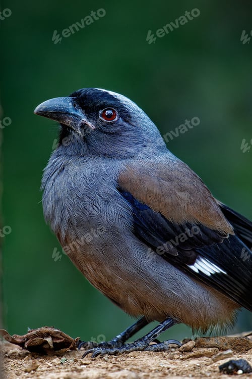 Preview: Treepie