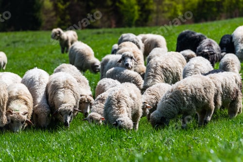 Preview: Traditional sheep pasture on meadow in Pieniny Mountains in Poland. Sheeps springtime grazing.