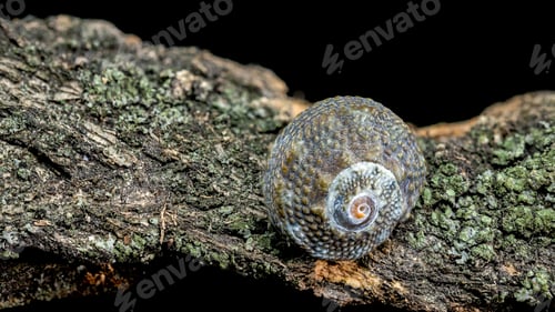 Preview: Small spiral shell on textured bark