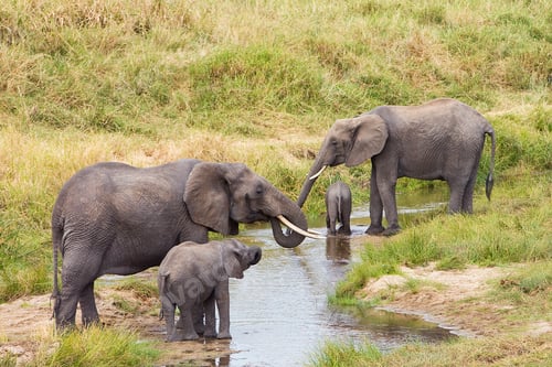 Preview: Herd of wild elephants drinking water in Africa