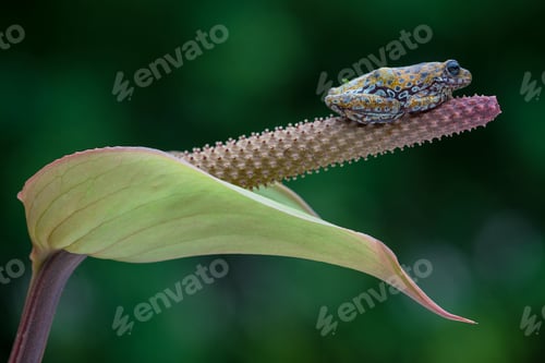 Preview: Painted Spotted Reed Frog perched on a flower against a green backdrop