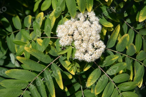 Preview: delicate white rowan flowers in early spring on tree,ingredient for alternative folk medicine,flora