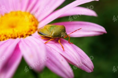 Preview: The beauty of nature. Summer photo of a bug on a flower