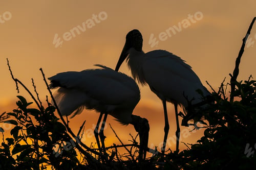 Preview: Two storks perched atop a tree branch silhouetted against a golden sunset sky