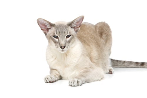 Preview: Beautiful oriental siam cat