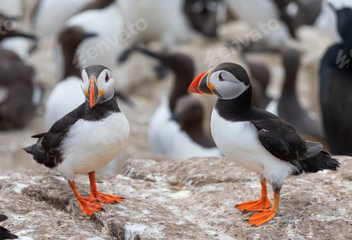 Preview: A flock of Atlantic puffins are standing on a cliff under sunlight. Farne Islands, England, UK
