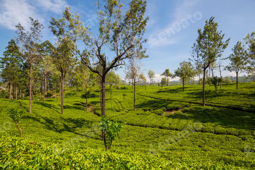 Preview: Tea plantation