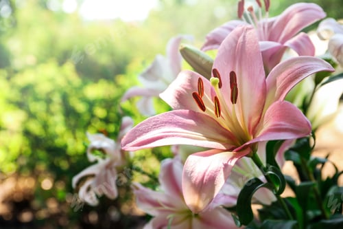 Preview: Beautiful blooming lily flowers in garden, closeup