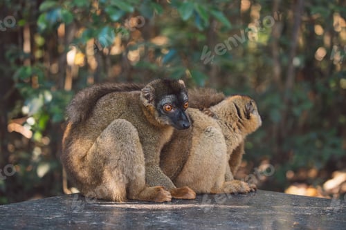 Preview: Madagascar