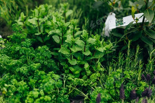 Preview: Fresh Herbs in Garden