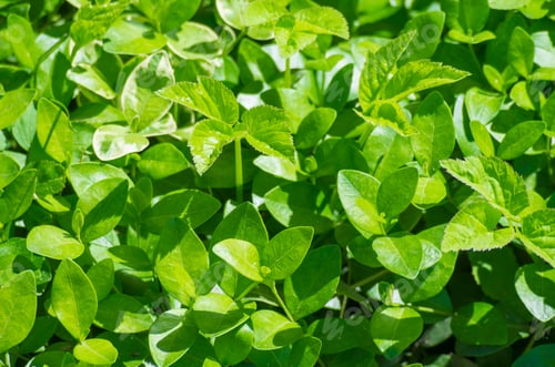 Preview: green grass