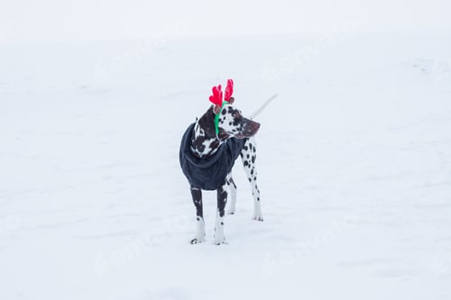 Preview: New year and Christmas concept with Dog wearing reindeer antlers headband against snow background