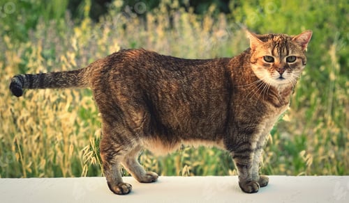 Preview: A beautiful cat looking at camera