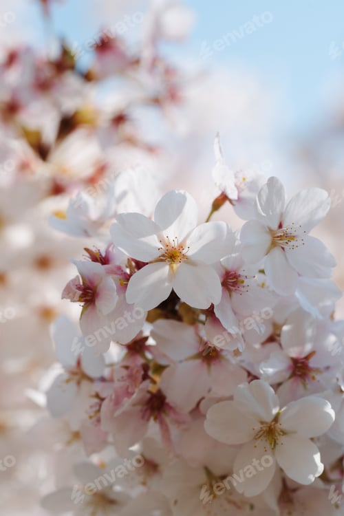 Preview: White and pink cherry apple blossoms closeup