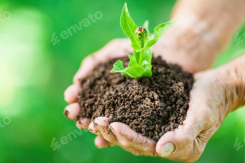Preview: Gardening concept. Old woman holding a new plant