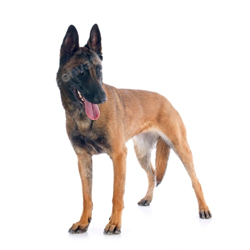 Preview: malinois