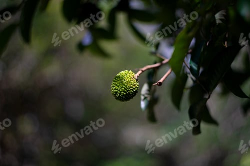 Preview: Unripe Pulasan fruit (Nephelium ramboutan-ake) a tropical fruit same family as rambutan
