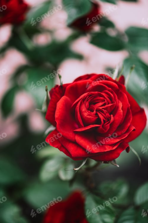 Preview: Macro shot of garden rose