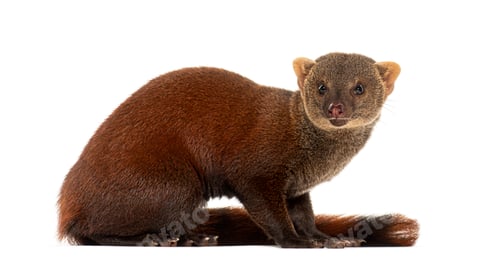 Preview: Ring-tailed vontsira or ring-tailed mongoos, Galidia elegans, isolated on white