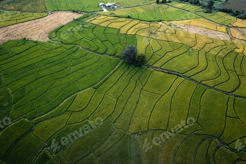 Preview: Green rice fields and farming high angle view