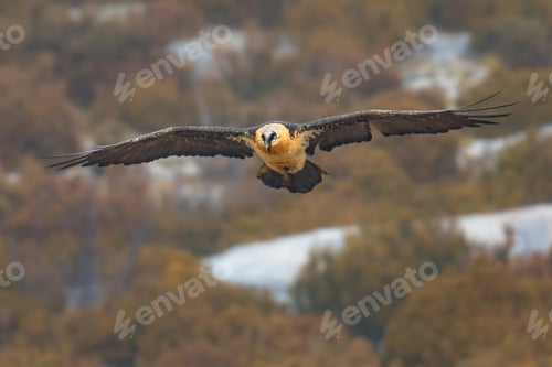 Preview: Bearded vulture flying