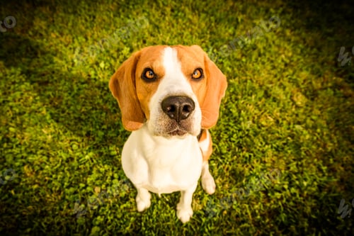 Preview: Beagle dog looking up