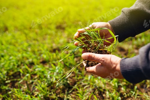 Preview: Young Green wheat seedlings in the hands of a farmer. Agronomist checks and explores sprouts of rye.
