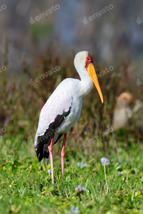 Preview: African yellow-billed stork