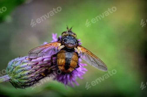 Preview: Macro shot of a bee pollinating a purple flower and collecting nectar