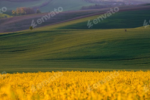 Preview: Man enjoying gorgeous rural landscape in South Moravia region, Czech Republic